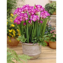 Roosa topeltfreesia - Roosa - suur pakk! - 100 tk. - 