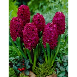 Jacinto Woodstock - paquete grande! - 30 piezas - 