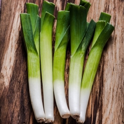 Leek 'Baca' - a late, very productive variety
