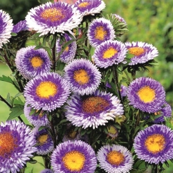 چشمه چینی "Blue Moon" - 250 دانه - Callistephus chinensis 