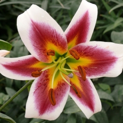 Tree Lily Lilium Robert Griesbach