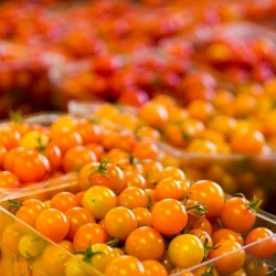 Semena paradižnika Venere - Lycopersicon esculentum - Lycopersicon esculentum Mill 