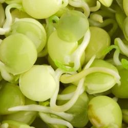 Csírák - magok - Főzeléklencse - 990 magok - Lens culinaris