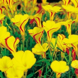 Acetosella "Capo d'oro" - Confezione grande! - 20 pezzi; Oxalis, falso acetosella