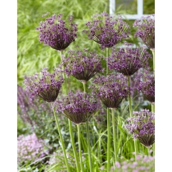 Aglio ornamentale Miami - 3 pezzi