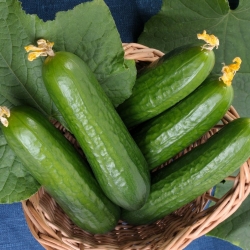 Cetriolo Lawina -  Cucumis sativus - Lawina - semi