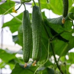 Cetriolo Topaz -  Cucumis sativus - Topaz - semi