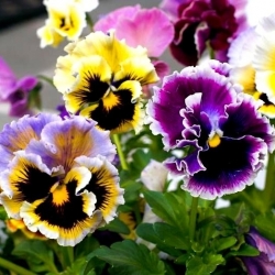 Pansy Rococo mix seeds - Viola × wittrockiana