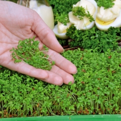 Microgreens - Crescione dei giardini - 1800 semi - Lepidium sativum