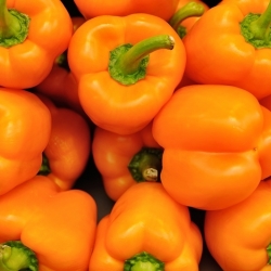 Pepper "Rewia" - sweet - 100 seeds