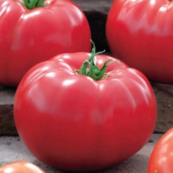 Paradižnik "Maliniak" - polje, sorta malin s trdimi stebli - Lycopersicum esculentum  - semena