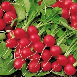 الفجل "المجرة" - SEED TAPE - Raphanus sativus L. - ابذرة