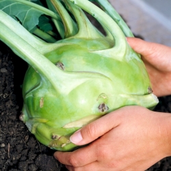 Kohlrabi "Gigant" - late, pale green, extra large variety - COATED SEEDS - 100 seeds