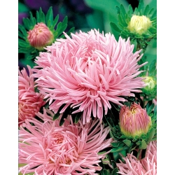 Callistephus chinensis - 500 semi - rosa