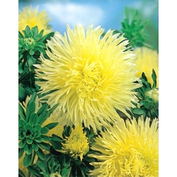 Жовта голка пелюстка Китай aster, Річна астра - 500 насіння - Callistephus chinensis 