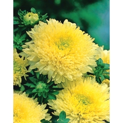 צהוב סינית "נסיכה" אסטר - 500 זרעים - Callistephus chinensis
