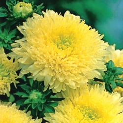צהוב סינית "נסיכה" אסטר - 500 זרעים - Callistephus chinensis