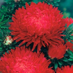 Aster "Duchesse" - κόκκινα άνθη - 225 σπόροι - Callistephus chinensis 