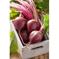 Παντζάρια "κόκκινη μπάλα" - επεξεργασμένοι σπόροι - 500 σπόροι - Beta vulgaris