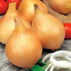 Onion "Ailsa Craig" - giant bulbs - COATED SEEDS - 200 seeds