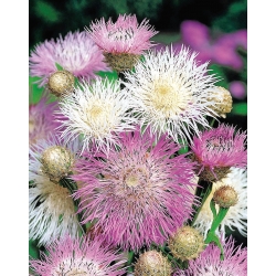 American Basketflower, American Star-Thistle seeds - Centaurea americana - 65 semillas