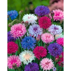 Aciano - variada - 220 semillas - Centaurea cyanus