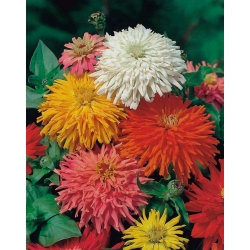 Cactus zinnia - mezcla de semillas - 120 semillas - Zinnia elegans cactaflora