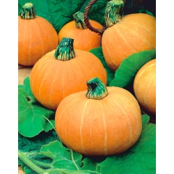 Calabaza - Amazonka - 21 semillas - Cucurbita maxima