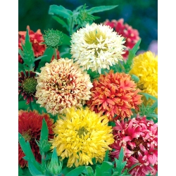 دانه های Gaillardia Sundance - Gailardia pulchhella - 250 دانه - Gailardia pulchella