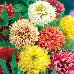 دانه های Gaillardia Sundance - Gailardia pulchhella - 250 دانه - Gailardia pulchella