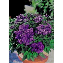 זרעי הליוטרופ הימיים - הליוטרופיום ארבורסקנס - 200 זרעים - Heliotropium arborescens