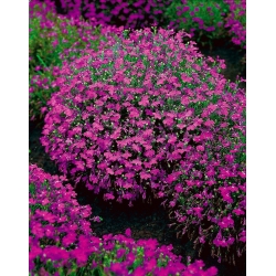 Carmine-red edging lobelia; garden lobelia, trailing lobelia - 3200 seeds