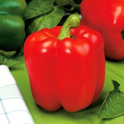 Sweet Pepper Roberta seeds - Capsicum annuum - 24 seeds