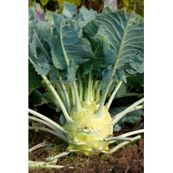 Kohlrabi "Gigant" - late, pale green, extra large variety - COATED SEEDS - 100 seeds