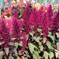 紫アマランス、王子の羽 -  Amaranthus paniculatus  -  2800種子 - シーズ