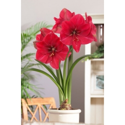 Hippeastrum - rosa - XXL