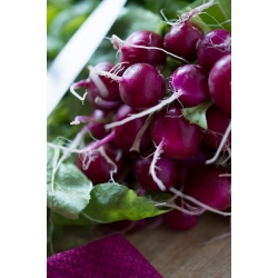 Redīsi - Viola - violets - 425 sēklas - Raphanus sativus L.