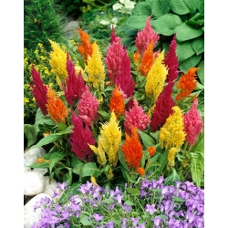 cockscomm plum، cockscomb نقره - تنوع کم - 600 دانه - Celosia argentea plumosa
