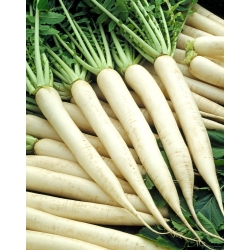Củ cải "Mino Early" - giống mùa hè với rễ thon dài, trắng - 300 hạt - Raphanus sativus