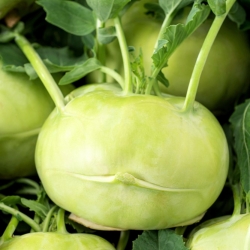 Colinabo - Wener Witte - 520 semillas - Brassica oleracea var. Gongylodes L.