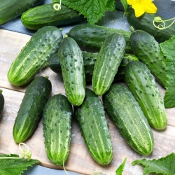 Cucumber "Sremski" - no. 1 bestselling hit in Poland - COATED SEEDS - 50 seeds