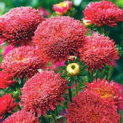 האדום "הנסיכה" אסטר סיני - 500 זרעים - Callistephus chinensis