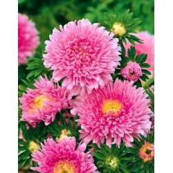 ורוד סינית "נסיכה" אסטר - 500 זרעים - Callistephus chinensis