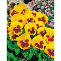 Pansy Red Yellow seeds - Viola x wittrockiana - 320 seeds
