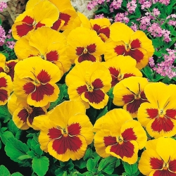 Pansy Red Yellow seeds - Viola x wittrockiana - 320 seeds
