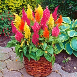 Plumed Cockscomb karışık tohum - Celosia argentea plumosa - 800 tohum - tohumlar