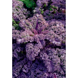 Red kale "Sympatic" - 1500 seeds