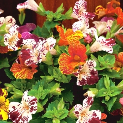 Tiger Monkey Flower (mixed) seeds - Mimulus tigrinus - 2500 samen - 
