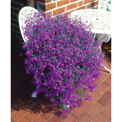 Semi Lobelia Riviera Rose - Lobelia pendula - 3200 semi - Lobelia erinus