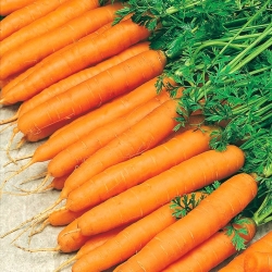 Carrot "Amsterdam 3" - 100 g - 85000 seeds